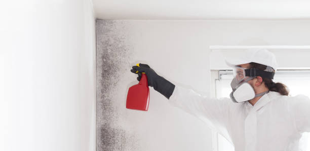 Best Kitchen Mold Remediation in State College, PA