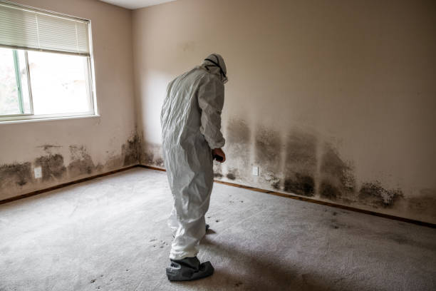 Best Commercial Mold Remediation in State College, PA